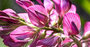 Esparcette Herbal Friends 20 kg_